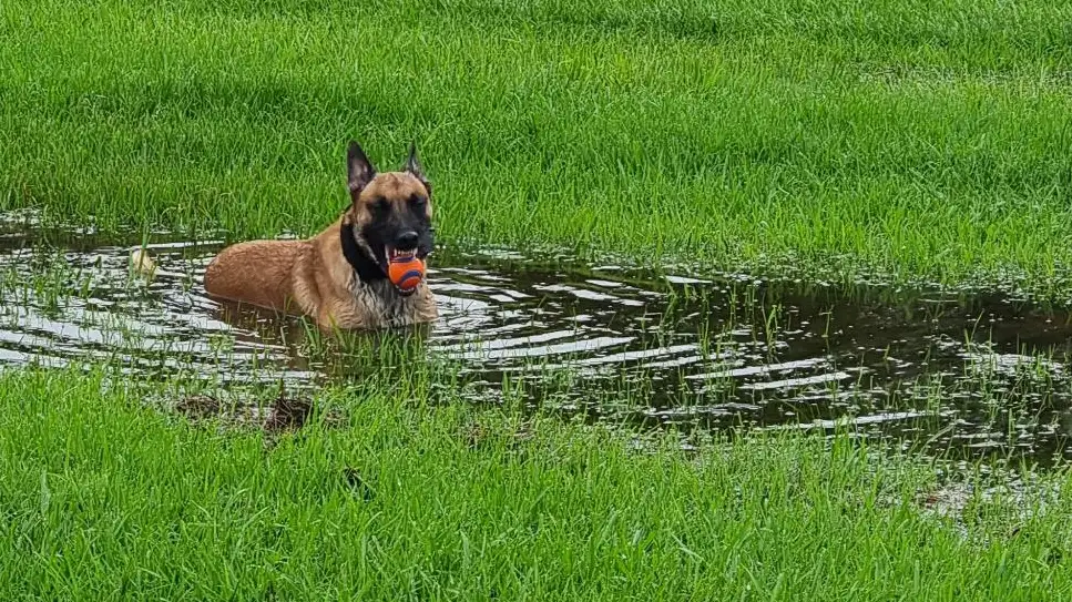 Mayhem_puddle
